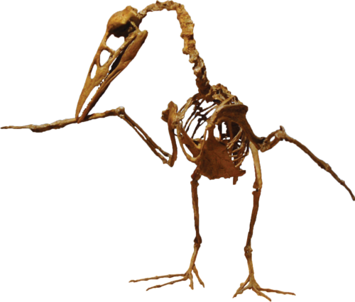Dispar Ornithuran reference