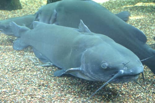 Channel Catfish reference