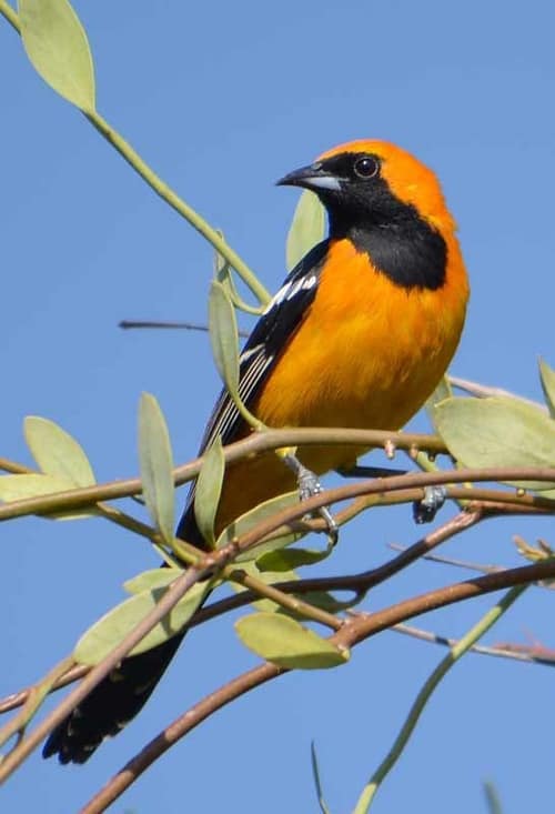 Hooded Oriole reference