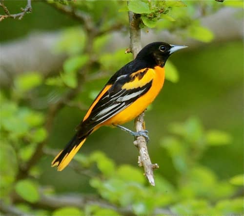 Baltimore Oriole reference