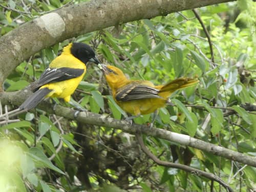 Audubon's Oriole reference