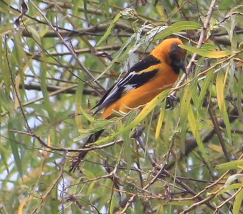 Altamira Oriole reference