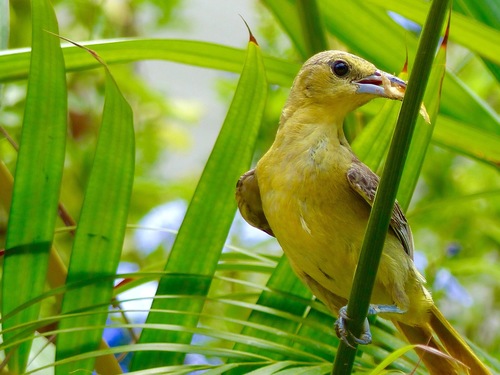 Scott's Oriole reference