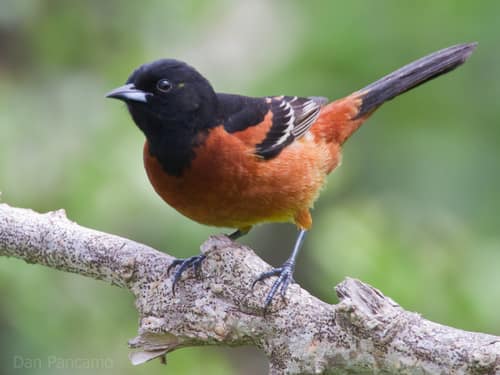 Orchard Oriole reference