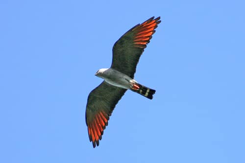 Plumbeous Kite reference