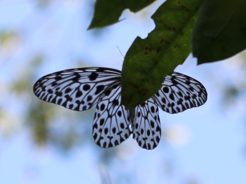Malabar Tree Nymph reference