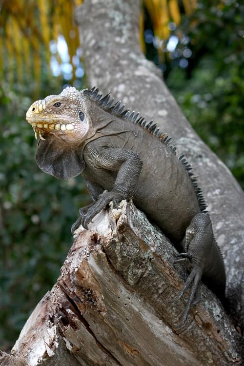 Lesser Antillean Iguana reference