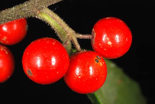 Dahoon Holly reference