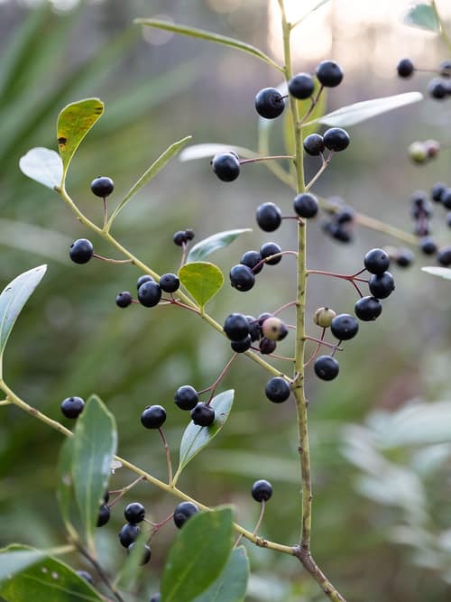Inkberry reference