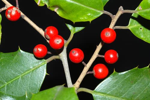 American Holly reference
