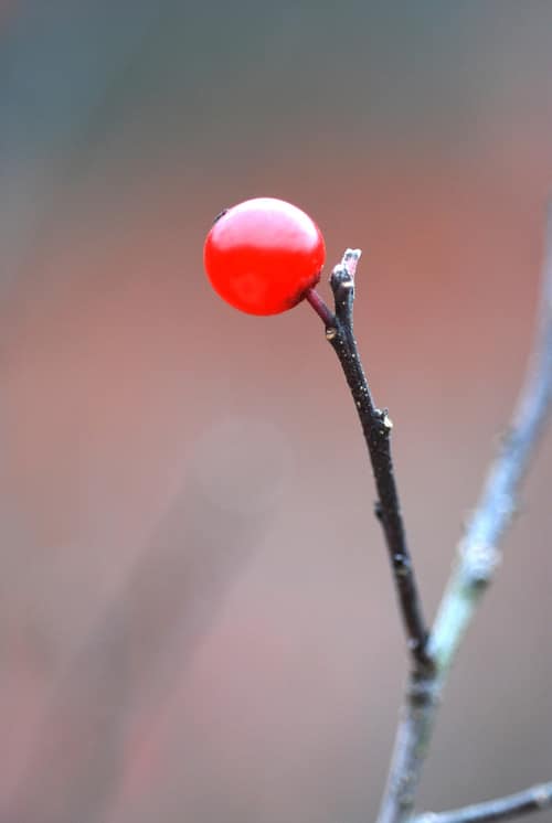 Winterberry reference