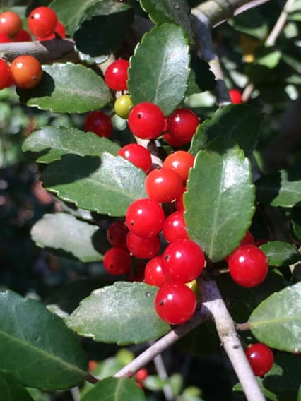 Yaupon Holly reference