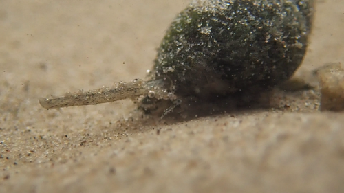Eastern Mud Snail reference