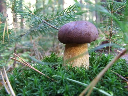 Bay Bolete reference