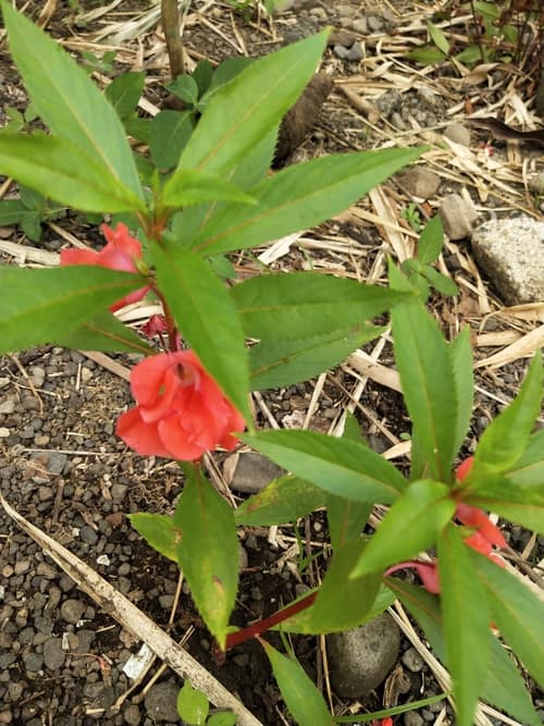 Rose Balsam reference