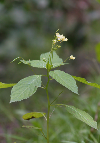 Small Balsam reference
