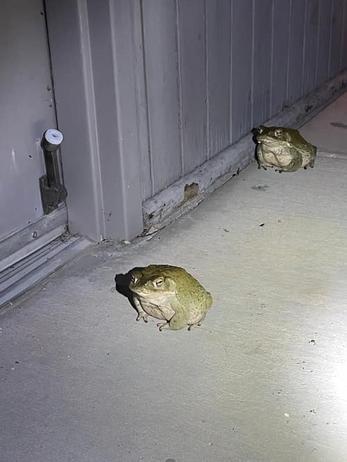 Sonoran Desert Toad reference