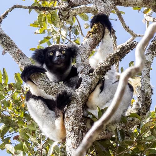 Indri reference