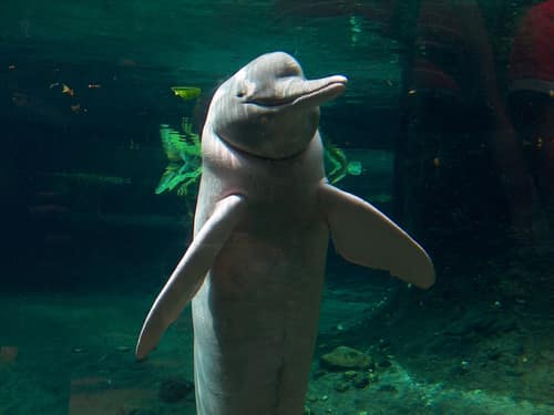 Amazon River Dolphin reference