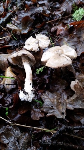 Lilac Inocybe reference