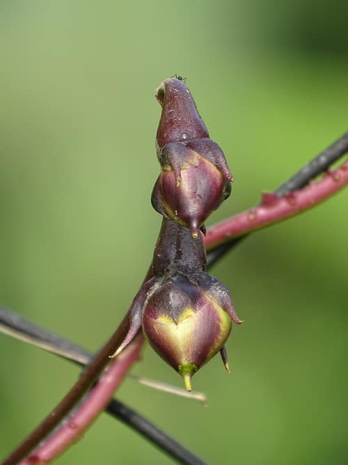 Moonflower reference