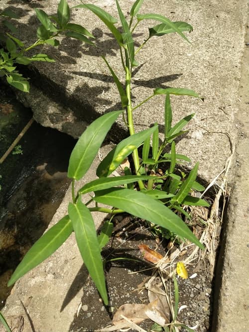 Water Spinach reference