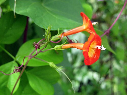 Scarlet Morning Glory reference