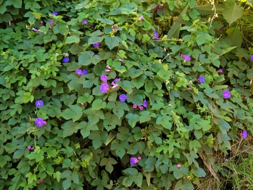 Ocean Blue Morning Glory reference