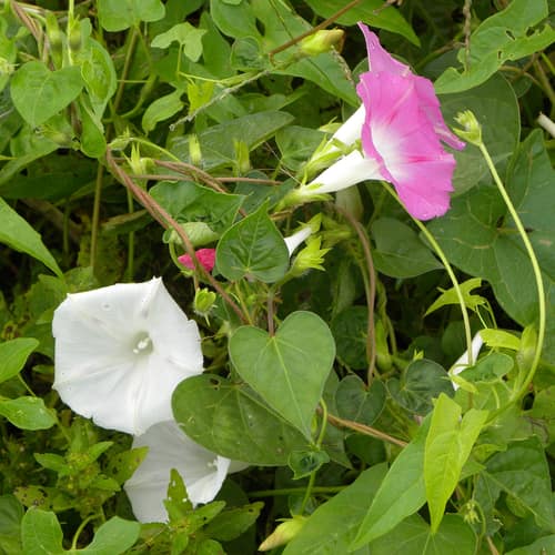 Common Morning Glory reference