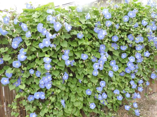 Heavenly Blue Morning Glory reference