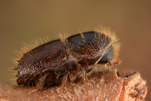 European Spruce Bark Beetle reference