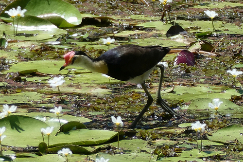 Comb-crested Jacana reference