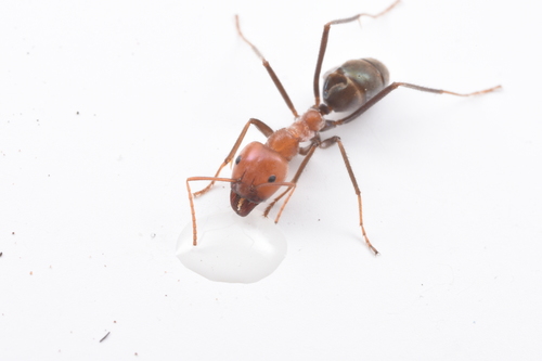 Meat Ant reference