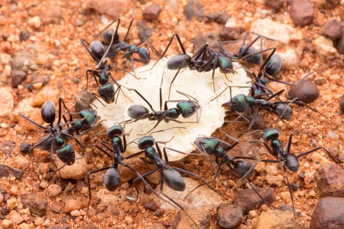 Green Meat Ant reference