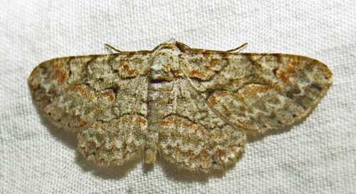 Brown-shaded Gray reference