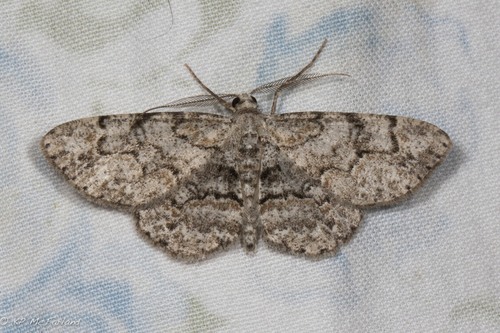 Pale-Winged Gray reference