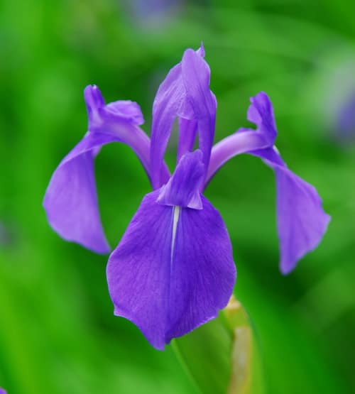 Rabbit-Ear Iris reference