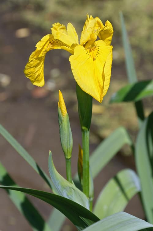 Yellow Flag Iris reference