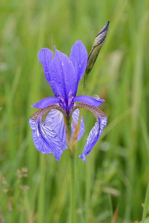 Siberian Iris reference
