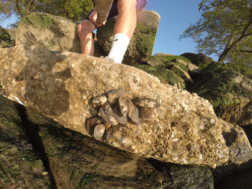 Hooked Mussel reference