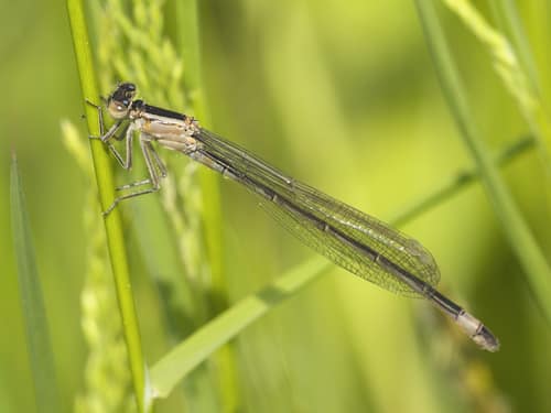 Blue-tailed Damselfly reference
