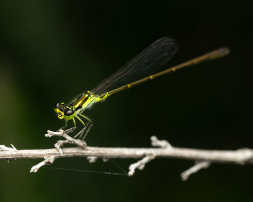 Fragile Forktail reference