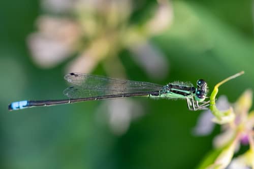 Eastern Forktail reference