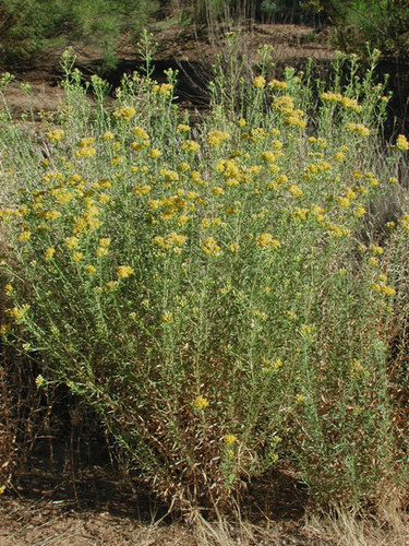 Rayless Goldenrod reference