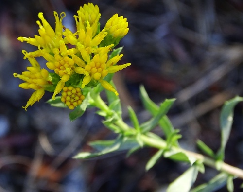 Coast Goldenbush reference
