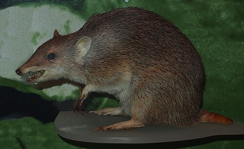 Golden Bandicoot reference