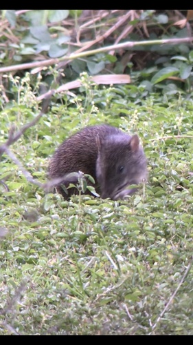 Northern Brown Bandicoot reference