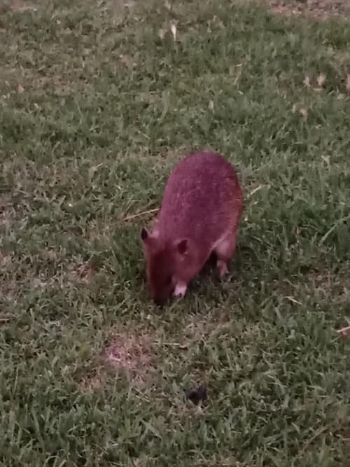 Southern Brown Bandicoot reference