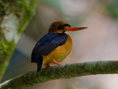 African Dwarf Kingfisher reference