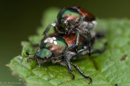 Winsome Fly reference